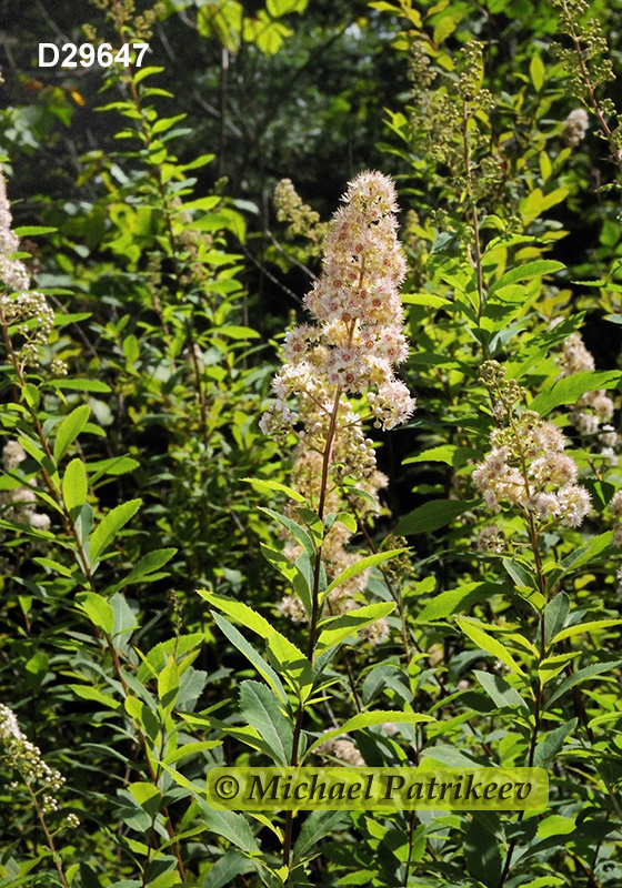 Spiraea alba